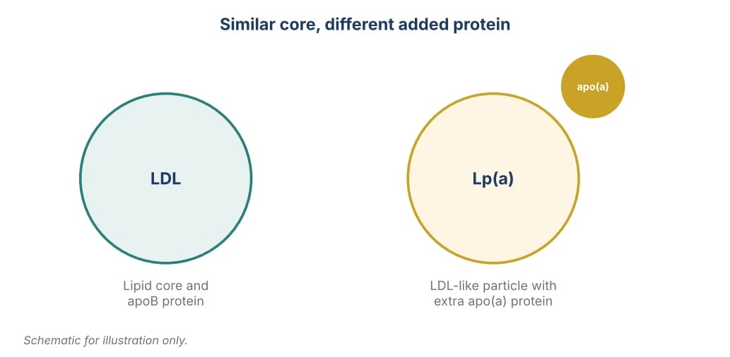 Schematic comparing an LDL particle with a lipoprotein(a) particle, which carries an extra apo(a) protein