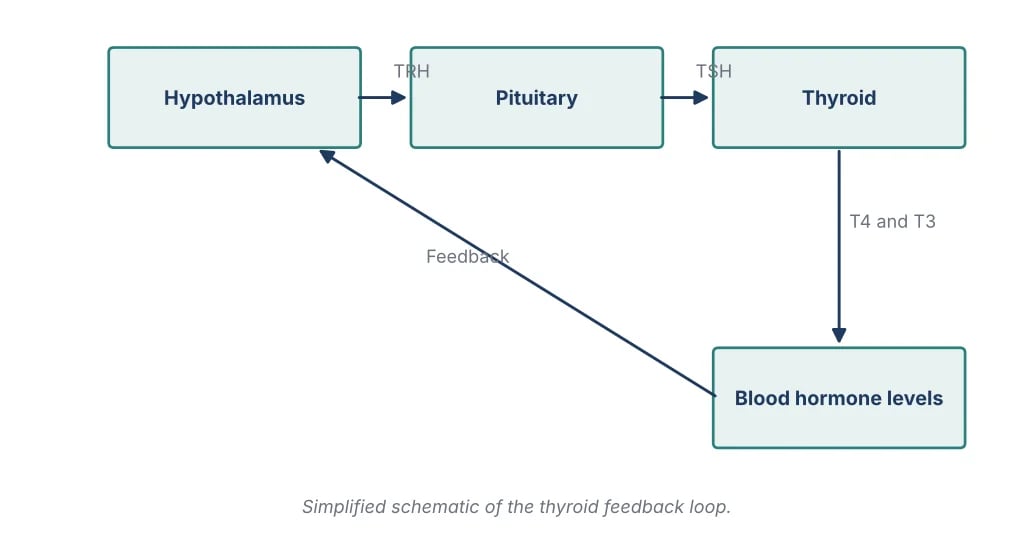 Simplified diagram of the thyroid feedback loop between the hypothalamus, pituitary, thyroid and blood hormone levels