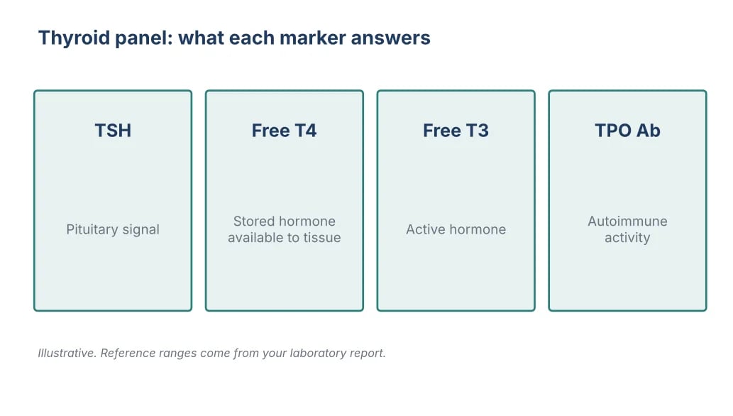 Illustrated thyroid panel with labeled result tiles for TSH, free T4, free T3 and thyroid antibodies
